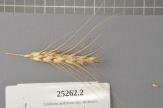 Click for 1 image(s) for this accession. Spike